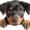 Repor Perro